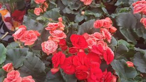 Обзор растений в Лемана Про. Краснодар.