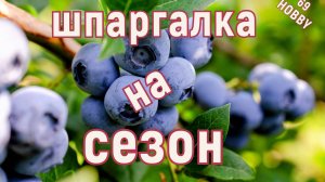 Голубика от А до Я! Схема работ на сезон!