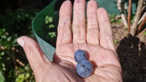 На каких сорта есть ещё ягоды голубики