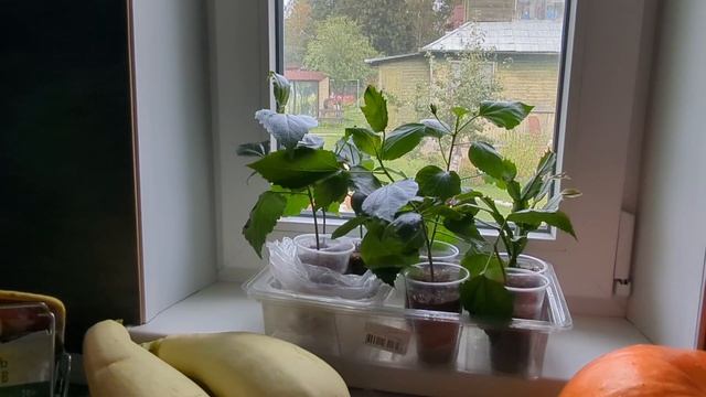 20-09-2025.Дача.Сушу сливы яблоки.Топлю печь 😅не лето уже) смотреть онлайн