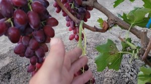 ГФ Винограда ИВУШКА,ШЕРИФ (Калугин В.М.).