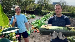 ДЕРЕВЕНСКАЯ ЖИЗНЬ/КЛУБНИЧНЫЕ ХЛОПОТЫ/ГИГАНТСКИЙ КАБАЧОК