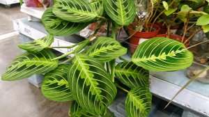 🍂🌿АШАН🍂ОБЗОР ЦВЕТОВ🌿сентябрь 2025