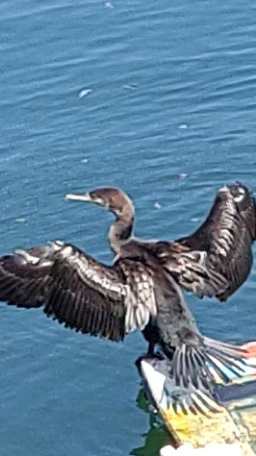 наблюдение за птицей