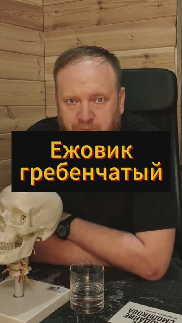 Ежовик гребенчатый смотреть онлайн