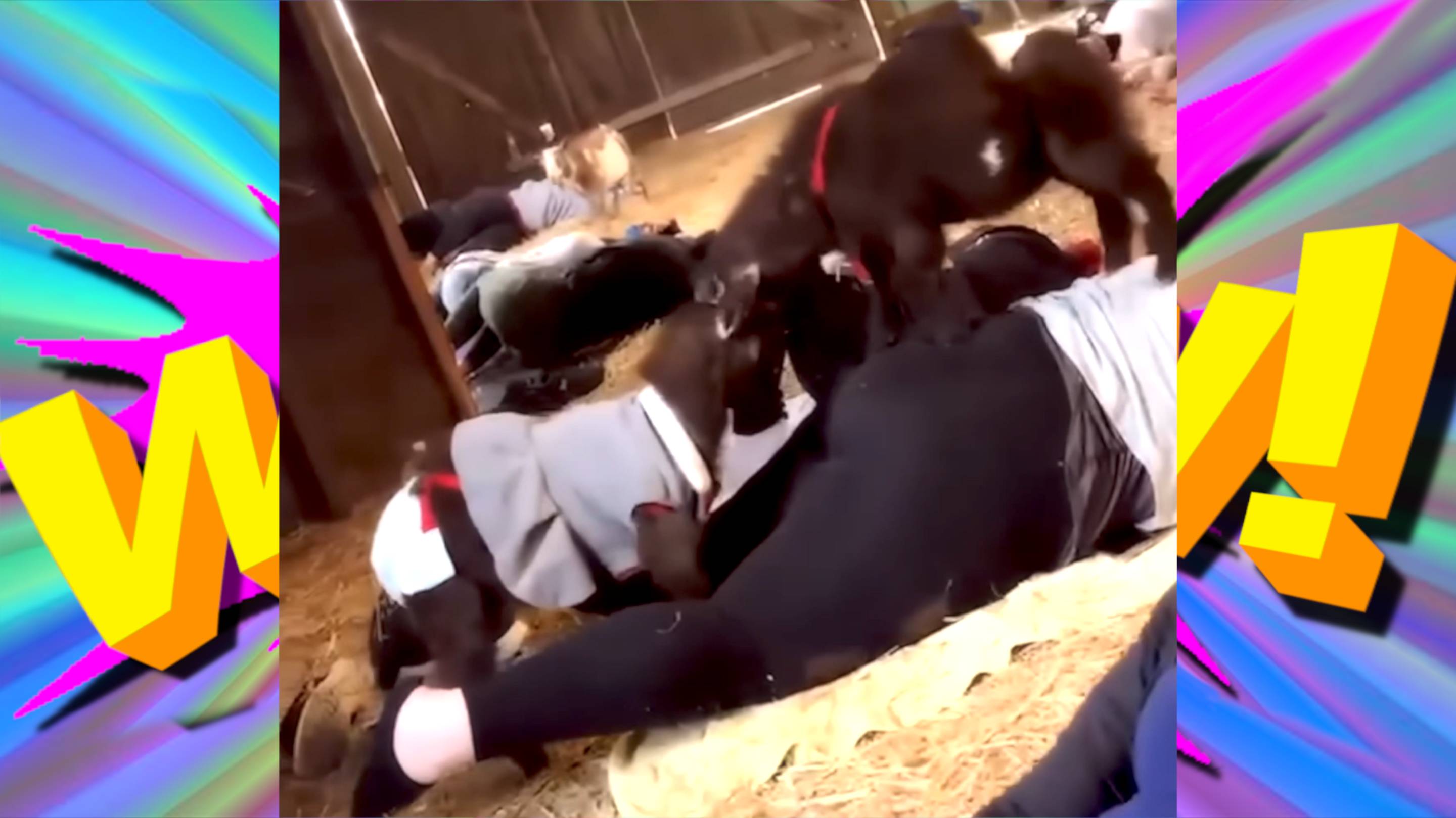 СМЕХ И ВЕСЕЛЬЕ: СМЕШНЫЕ ВИДЕО И ЛУЧШИЕ ПРИКОЛЫ смотреть онлайн