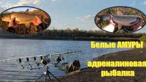 РЫБАЛКА на КАРПА и БЕЛОГО АМУРА. Получил свою порцию АДРЕНАЛИНА!