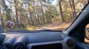 Дубль 2 поход за грибочками