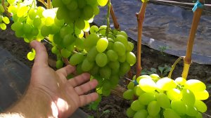 Виноградное АССОРТИ в сентябре 2025г.
  ЧАСТЬ 4 !!!