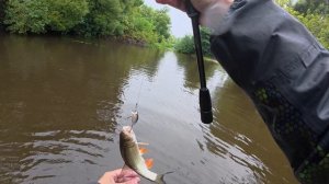 Наконец-то отпуск. Ловлю как джунглях. Немного отвел душу на любимой реке.