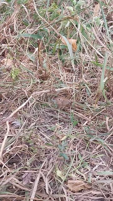 Увидишь бабочку, имеешь сильное зрение! смотреть онлайн