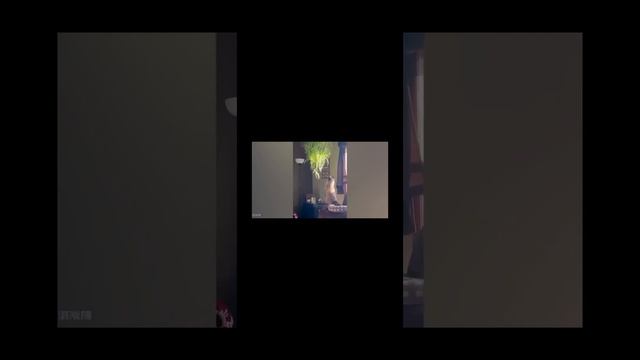 смешные видео смотреть онлайн