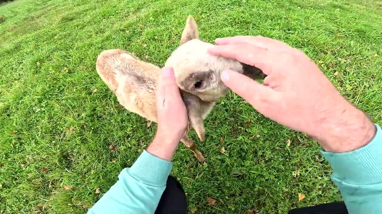 Потерял мелкую ! Фундамент почти готов ! ХУТОР В ЛЕСУ №804 смотреть онлайн