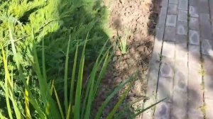 ДАЧНЫЙ  ВЛОГ.  Знакомство и обзор участка.