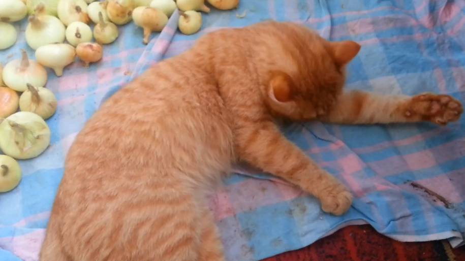 Кот и лук. Часть 2 смотреть онлайн