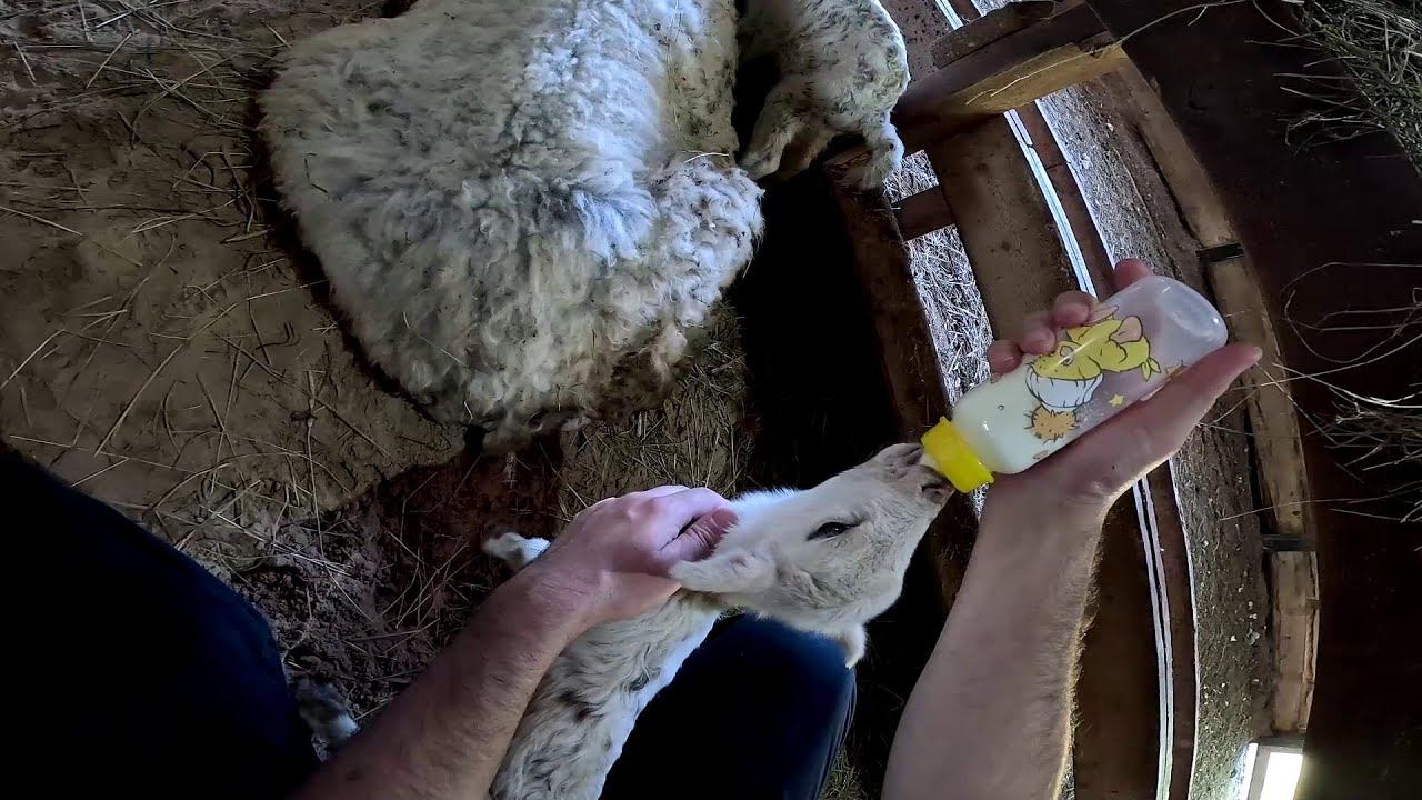 Кормлю сам ! Три маленькие малявки ! Новый баран потерялся! ХУТОР В ЛЕСУ №810 смотреть онлайн