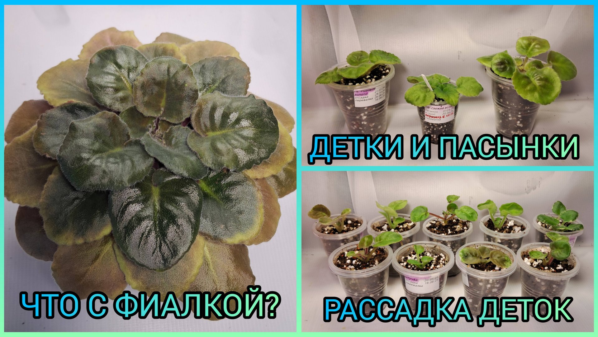 Что с фиалкой? Пересадка фиалок. Отсадка и рассадка деток. смотреть онлайн