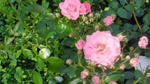 МОЯ ЖИЗНЬ РАНЬШЕ