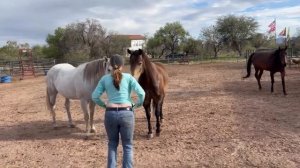 Оказывается лошади боятся оголённой женской груди.