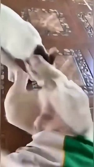 Смешные животные.