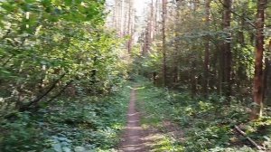 Красота осеннего леса.