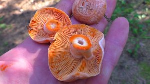 ВОТ ГДЕ РАСТУТ РЫЖИКИ! Я ИХ НАШЁЛ! А БЕЛЫЕ ГРИБЫ В ЁЛКАХ!