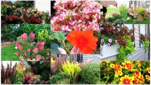 Прогулка по моему саду в сентябре. Композиции на окнах не подвели.