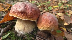 С ГРИБАМИ ВСЕ! С парнями по грибы в лес!