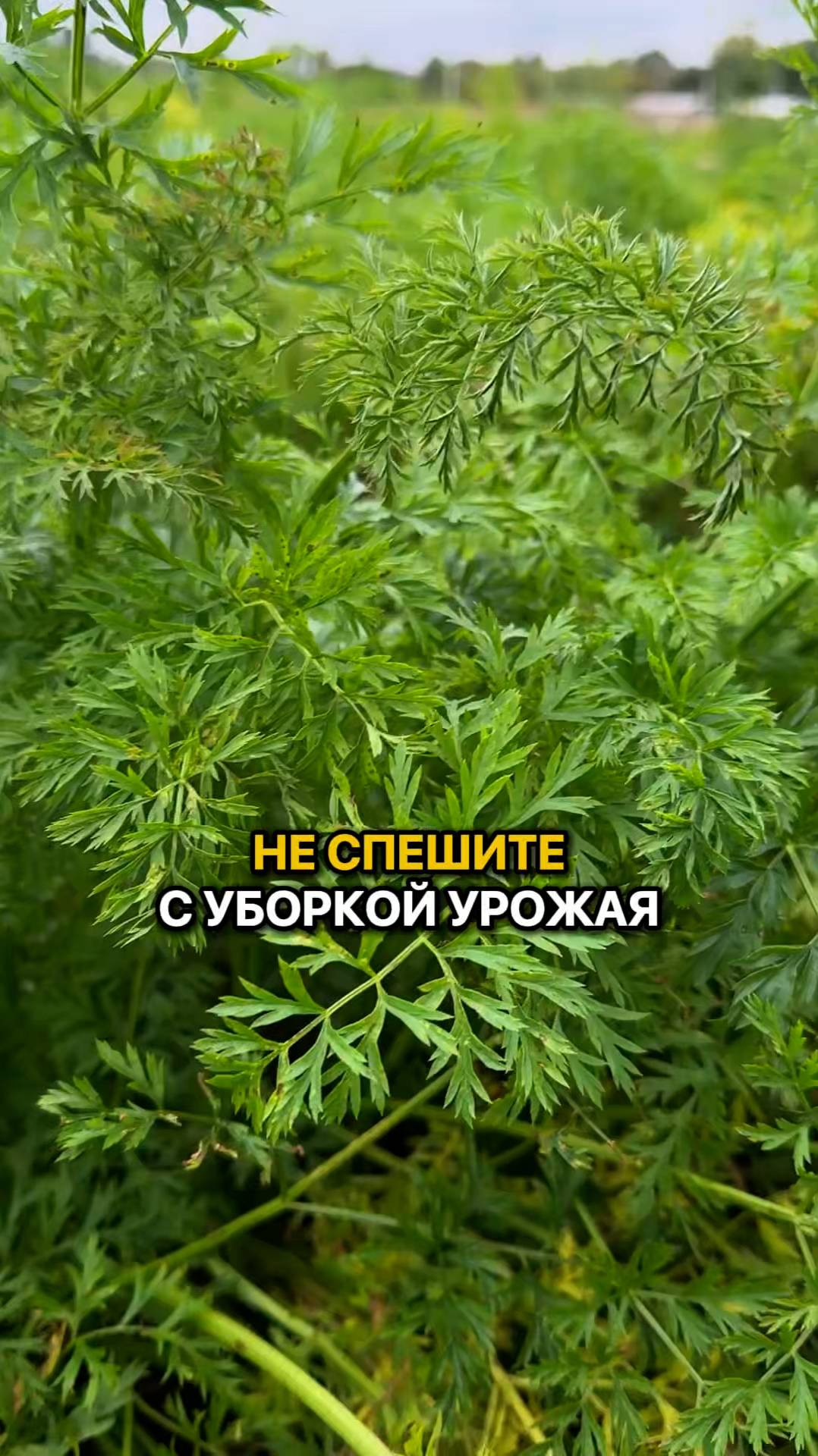 Не спешите с уборкой урожая!