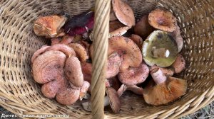 За рыжиками в сосновый бор