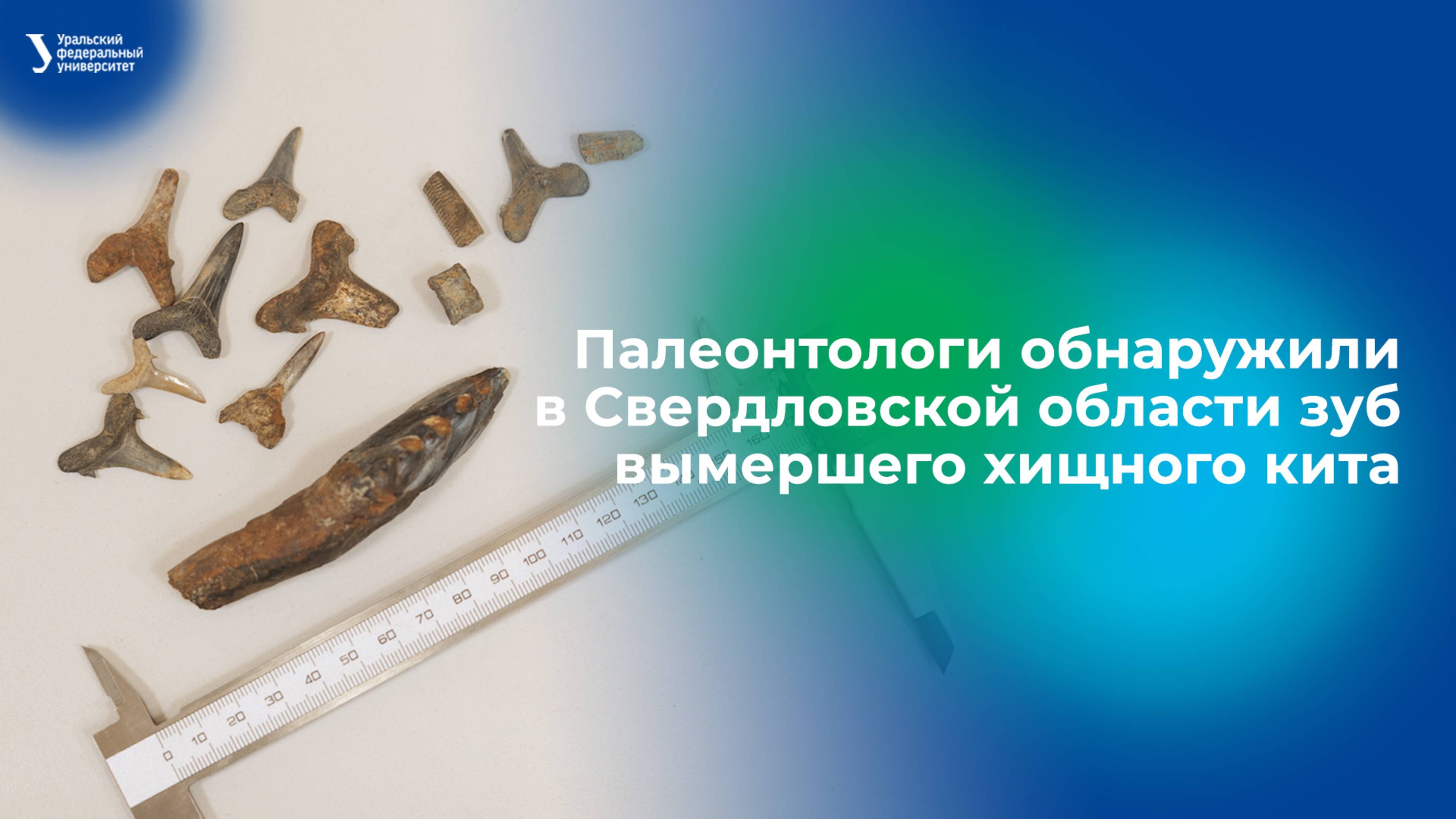 Палеонтологи обнаружили в Свердловской области зуб вымершего хищного кита смотреть онлайн