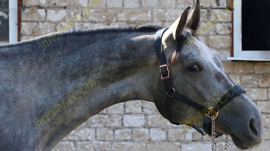 5400-1 Рейнская кобыла