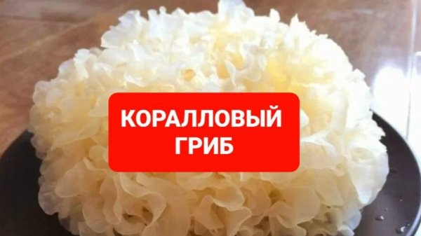 Как приготовить коралловый гриб,ледяной гриб#ежовик