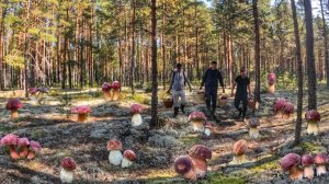 БЕЛЫЙ МОХ СТАЛ ШОКОЛАДНЫМ! МАССОВЫЙ СЛОЙ БОРОВИКОВ ОКУТАЛ СОСНОВЫЙ ЛЕС. НЕКУДА СТУПИТЬ ВЕЗДЕ ГРИБЫ!