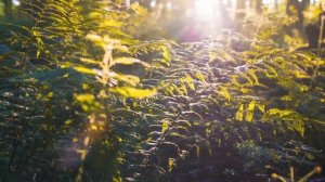 Биология. 5 класс 3 урок. Царства живой природы. Подготовка к ВПР, бесплатно.