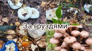 Последняя поездка за груздями на каракате .