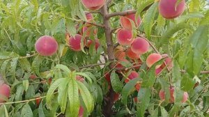 Персик Редхевен.