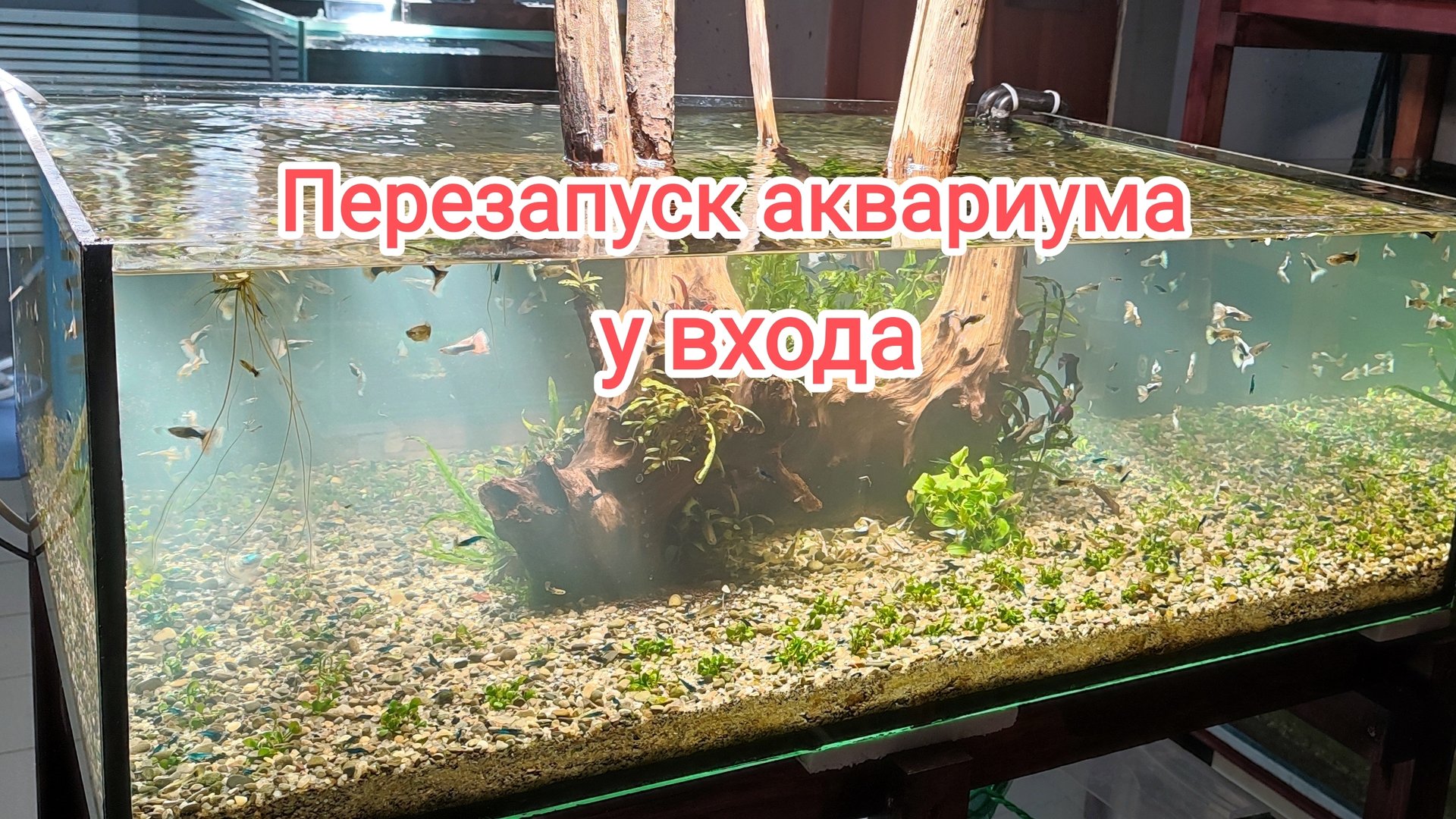 Переоформил аквариум на входе в помещение смотреть онлайн