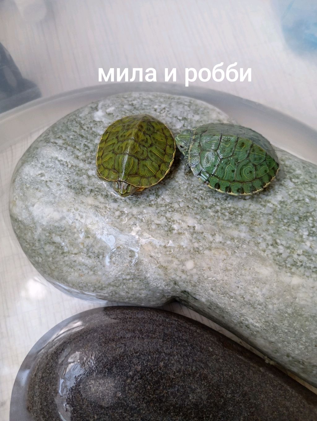 обычный день черепашек смотреть онлайн