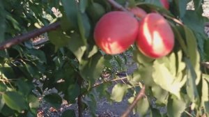 Абрикос Нельсон.