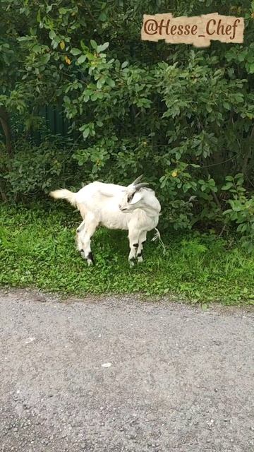 Гуляешь так, возле дачи, а тут вкусная козлятина бегает! 😁🐐