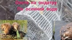 Охота на ондатру осенью ! попадётся вся семья .. Установка морды под хатку...