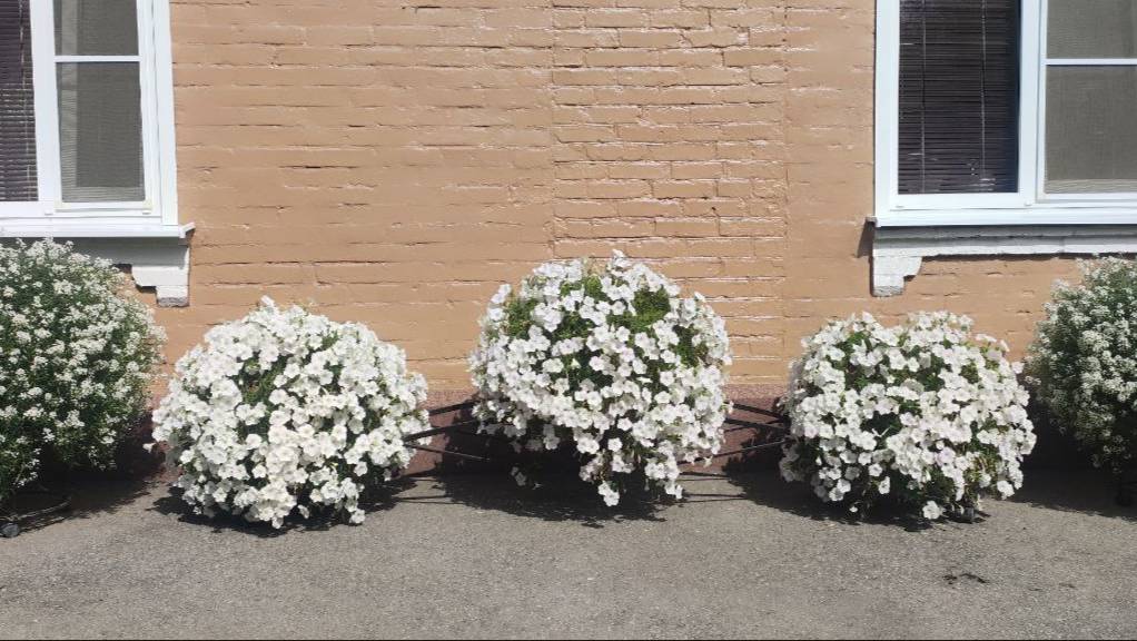 Обзор дворика в сентябре. Подвожу итоги сезона. Какие растения буду сохранять на новый сезон. смотреть онлайн