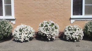 Обзор дворика в сентябре. Подвожу итоги сезона. Какие растения буду сохранять на новый сезон.