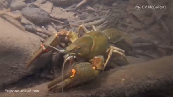 До каких размеров может вырасти Европейский речной рак, Широкопалый рак — Astacus astacus ?