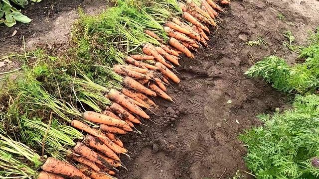 Морковка, итоги сезона.