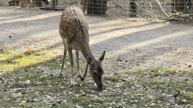 Парк животных в городе Барановичи