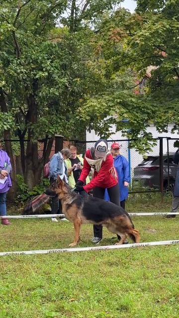 1 ОП Альштадт Боксерберг ЖДАН №3 / КЧК КАЛИНИНГРАД 7 сентября`25 А.Буйнова Моно немецких овчарок