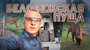 Лучшие места для посещения в Беларуси! Беловежская пуща (ВЛОГ#4)