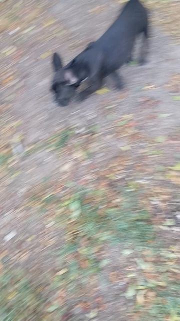 милый и гуляющий бульдог